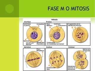 FASE M O MITOSIS
 