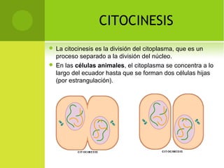 CITOCINESIS
 La citocinesis es la división del citoplasma, que es un
proceso separado a la división del núcleo.
 En las células animales, el citoplasma se concentra a lo
largo del ecuador hasta que se forman dos células hijas
(por estrangulación).
 