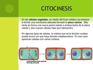 CITOCINESIS
En las células vegetales, en medio del huso mitótico se empieza
a formar una membrana delicada llamada la placa celular. Más
tarde se forma una nueva pared celular a ambos lados de la placa
celular y dos nuevas células hijas (por tabicación).
En algunos tipos de células, la mitosis que es la división nuclear,
puede ocurrir sin que haya división citoplasmática. En ese caso
aparecen células con varios núcleos.
 