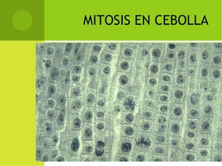 MITOSIS EN CEBOLLA
 