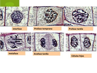 interfase Profase temprana Profase tardía
metafase Anafase tardía
Células hijas
 
