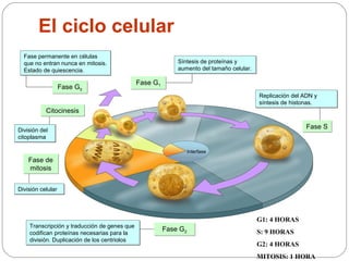 El ciclo celular
Fase G0
Fase G0
Fase G1
Fase G1
Fase permanente en células
que no entran nunca en mitosis.
Estado de quiescencia.
Fase permanente en células
que no entran nunca en mitosis.
Estado de quiescencia.
Síntesis de proteínas y
aumento del tamaño celular.
Síntesis de proteínas y
aumento del tamaño celular.
Replicación del ADN y
síntesis de histonas.
Replicación del ADN y
síntesis de histonas.
Transcripción y traducción de genes que
codifican proteínas necesarias para la
división. Duplicación de los centriolos
Transcripción y traducción de genes que
codifican proteínas necesarias para la
división. Duplicación de los centriolos
División celularDivisión celular
Fase de
mitosis
Fase de
mitosis
División del
citoplasma
División del
citoplasma
CitocinesisCitocinesis
Fase SFase S
Interfase
Fase G2
Fase G2
G1: 4 HORAS
S: 9 HORAS
G2: 4 HORAS
MITOSIS: 1 HORA
 