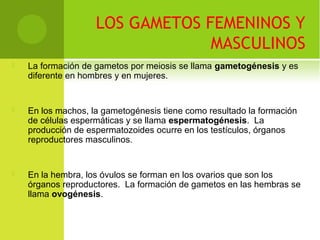 LOS GAMETOS FEMENINOS Y
MASCULINOS
 La formación de gametos por meiosis se llama gametogénesis y es
diferente en hombres y en mujeres.
 En los machos, la gametogénesis tiene como resultado la formación
de células espermáticas y se llama espermatogénesis. La
producción de espermatozoides ocurre en los testículos, órganos
reproductores masculinos.
 En la hembra, los óvulos se forman en los ovarios que son los
órganos reproductores. La formación de gametos en las hembras se
llama ovogénesis.
 