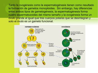  Tanto la ovogénesis como la espermatogénesis tienen como resultado
la formación de gametos monoploides. Sin embargo, hay diferencias
entre ambos tipos de gametogénesis, la espermatogénesis forma
cuatro espermatozoides del mismo tamaño y la ovogénesis forma un
óvulo grande al igual que tres cuerpos polares que se desintegran y
solo el óvulo es un gameto funcional.
 