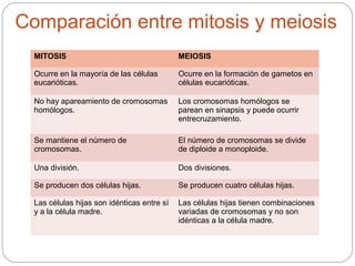 Comparación entre mitosis y meiosis
MITOSIS MEIOSIS
Ocurre en la mayoría de las células
eucarióticas.
Ocurre en la formación de gametos en
células eucarióticas.
No hay apareamiento de cromosomas
homólogos.
Los cromosomas homólogos se
parean en sinapsis y puede ocurrir
entrecruzamiento.
Se mantiene el número de
cromosomas.
El número de cromosomas se divide
de diploide a monoploide.
Una división. Dos divisiones.
Se producen dos células hijas. Se producen cuatro células hijas.
Las células hijas son idénticas entre sí
y a la célula madre.
Las células hijas tienen combinaciones
variadas de cromosomas y no son
idénticas a la célula madre.
 