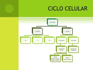 CICLO CELULAR
 