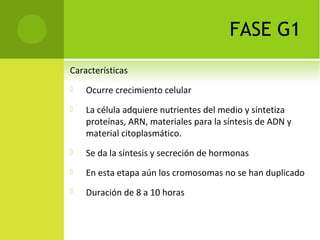 FASE G1
Características
 Ocurre crecimiento celular
 La célula adquiere nutrientes del medio y sintetiza 
proteínas, ARN, materiales para la síntesis de ADN y 
material citoplasmático.
 Se da la síntesis y secreción de hormonas
 En esta etapa aún los cromosomas no se han duplicado
 Duración de 8 a 10 horas
 