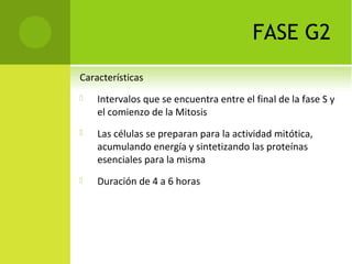 FASE G2
Características
 Intervalos que se encuentra entre el final de la fase S y
el comienzo de la Mitosis
 Las células se preparan para la actividad mitótica,
acumulando energía y sintetizando las proteínas
esenciales para la misma
 Duración de 4 a 6 horas
 