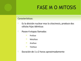 FASE M O MITOSIS
Características:
 Es la división nuclear mas la citocinesis, produce dos
células hijas idénticas
 Posee 4 etapas llamadas
 Profase
 Metafase
 Anafase
 Telofase
 Duración de 1 a 2 horas aproximadamente
 