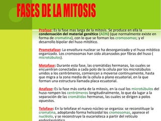  Profase: Es la fase mas larga de la mitosis. Se produce en ella la
condensación del material genético (ADN) (que normalmente existe en
forma de cromatina), con lo que se forman los cromosomas; y el
desarrollo bipolar del huso mitótico.
 Prometafase: La envoltura nuclear se ha desorganizado y el huso mitótico
organizado. Los cromosomas han sido alcanzados por fibras del huso (
microtúbulos).
 Metafase: Durante esta fase, las cromàtidas hermanas, las cuales se
encuentran conectadas a cada polo de la célula por los microtúbulos
unidos a los centròmeros, comienzan a moverse continuamente, hasta
que migra a la zona media de la célula o plano ecuatorial, en la que
forman una estructura llamada placa ecuatorial.
 Anafase: Es la fase más corta de la mitosis, en la cual los microtúbulos del
huso rompen los centrómeros longitudinalmente, lo que da lugar a la
separación de las cromátidas hermanas, las cuales se dirigen a polos
opuestos.
 Telofase: En la telofase el nuevo núcleo se organiza: se reconstituye la
cromatina, adoptando forma helicoidal los cromosomas, aparece el
nucléolo, y se reconstruye la eucarioteca a partir del retículo
 