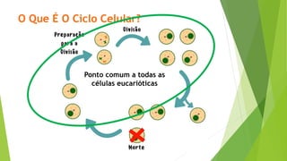 O Que É O Ciclo Celular?
Ponto comum a todas as
células eucarióticas
 