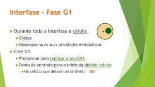 Interfase - Fase G1
 Durante toda a Interfase a célula:
 Cresce
 Desempenha as suas atividades metabólicas
 Fase G1:
 Prepara-se para replicar o seu DNA
 Ponto de controlo para o inicio da divisão celular
Há células que deixam de se dividir – G0
 
