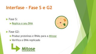 Interfase - Fase S e G2
 Fase S:
 Replica o seu DNA
 Fase G2:
 Produz proteínas e RNAs para a Mitose
 Verifica o DNA replicado
Mitose
 
