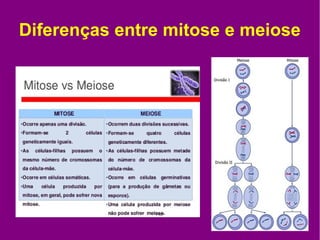 Mitose e meiose Slide 15