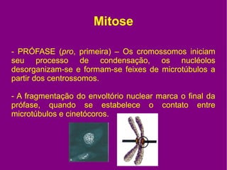 Mitose e meiose Slide 7