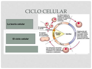CICLO CELULAR
La teoría celular
El ciclo celular
 