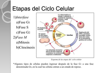Etapas del Ciclo Celular
1)Interfase
a)Fase G1
b)Fase S
c)Fase G2
2)Fase M
a)Mitosis
b)Citocinesis
*Algunos tipos de células pueden ingresar después de la fase G1 a una fase
denominada G0, en la cual las células entran a un estado de reposo.
Esquema de las etapas del ciclo celular
 