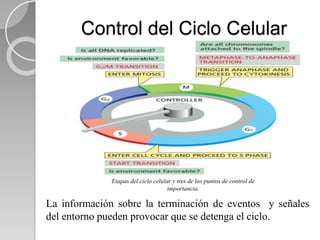 Control del Ciclo Celular
La información sobre la terminación de eventos y señales
del entorno pueden provocar que se detenga el ciclo.
Etapas del ciclo celular y tres de los puntos de control de
importancia.
 