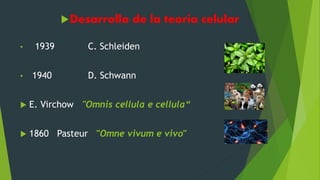Desarrollo de la teoría celular
• 1939 C. Schleiden
• 1940 D. Schwann
 E. Virchow "Omnis cellula e cellula“
 1860 Pasteur "Omne vivum e vivo"
 