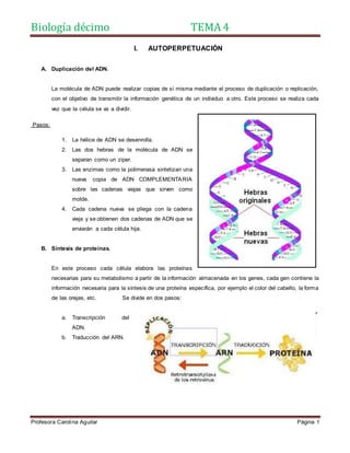 Biología décimo TEMA 4
Profesora Carolina Aguilar Página 1
I. AUTOPERPETUACIÓN
A. Duplicación del ADN.
La molécula de ADN puede realizar copias de sí misma mediante el proceso de duplicación o replicación,
con el objetivo de transmitir la información genética de un individuo a otro. Este proceso se realiza cada
vez que la célula se va a dividir.
Pasos:
1. La hélice de ADN se desenrolla.
2. Las dos hebras de la molécula de ADN se
separan como un ziper.
3. Las enzimas como la polimerasa sintetizan una
nueva copia de ADN COMPLEMENTARIA
sobre las cadenas viejas que sirven como
molde.
4. Cada cadena nueva se pliega con la cadena
vieja y se obtienen dos cadenas de ADN que se
enviarán a cada célula hija.
B. Síntesis de proteínas.
En este proceso cada célula elabora las proteínas
necesarias para su metabolismo a partir de la información almacenada en los genes, cada gen contiene la
información necesaria para la síntesis de una proteína específica, por ejemplo el color del cabello, la forma
de las orejas, etc. Se divide en dos pasos:
a. Transcripción del
ADN.
b. Traducción del ARN.
 