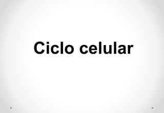 Ciclo celular
 