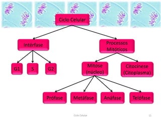 11Ciclo Celular
Ciclo Celular
Intérfase Processos
Mitóticos
G1 S G2 Citocinese
(Citoplasma)
Mitose
(núcleo)
Prófase Metáfase Anáfase Telófase
 