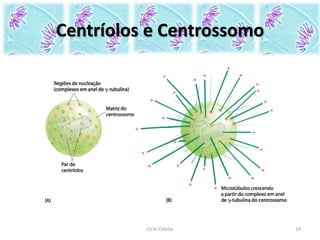 Centríolos e Centrossomo
Ciclo Celular 14
 