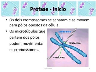 Prófase - Início
• Os dois cromossomos se separam e se movem
para pólos opostos da célula.
• Os microtúbulos que
partem dos pólos
podem movimentar
os cromossomos.
Ciclo Celular 16
 
