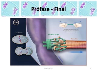 Prófase - Final
Ciclo Celular 19
 