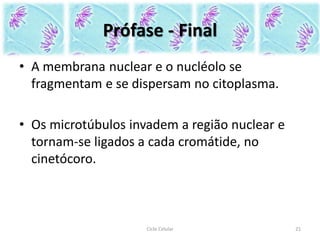 Prófase - Final
• A membrana nuclear e o nucléolo se
fragmentam e se dispersam no citoplasma.
• Os microtúbulos invadem a região nuclear e
tornam-se ligados a cada cromátide, no
cinetócoro.
Ciclo Celular 21
 