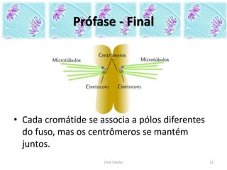 • Cada cromátide se associa a pólos diferentes
do fuso, mas os centrômeros se mantém
juntos.
Ciclo Celular 22
Prófase - Final
 