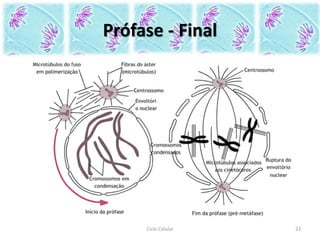 Prófase - Final
Ciclo Celular 23
 