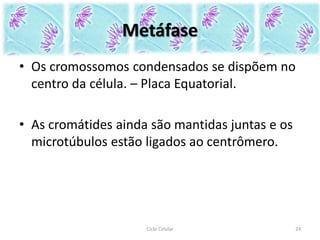 Metáfase
• Os cromossomos condensados se dispõem no
centro da célula. – Placa Equatorial.
• As cromátides ainda são mantidas juntas e os
microtúbulos estão ligados ao centrômero.
Ciclo Celular 24
 