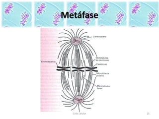 Metáfase
Ciclo Celular 25
 