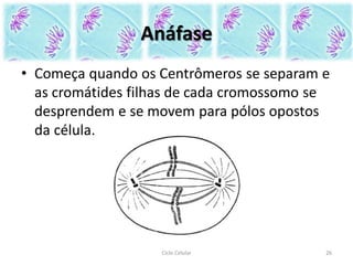 Anáfase
• Começa quando os Centrômeros se separam e
as cromátides filhas de cada cromossomo se
desprendem e se movem para pólos opostos
da célula.
Ciclo Celular 26
 