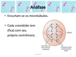 Anáfase
• Encurtam-se os microtúbulos.
• Cada cromátide tem
(fica) com seu
próprio centrômero.
Ciclo Celular 27
 
