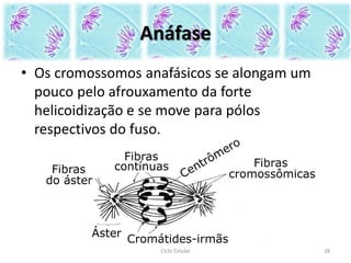 Anáfase
• Os cromossomos anafásicos se alongam um
pouco pelo afrouxamento da forte
helicoidização e se move para pólos
respectivos do fuso.
Ciclo Celular 28
 