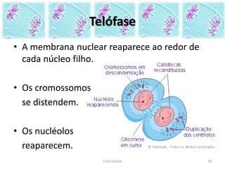 Telófase
• A membrana nuclear reaparece ao redor de
cada núcleo filho.
• Os cromossomos
se distendem.
• Os nucléolos
reaparecem.
Ciclo Celular 29
 