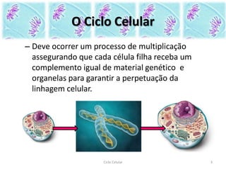 – Deve ocorrer um processo de multiplicação
assegurando que cada célula filha receba um
complemento igual de material genético e
organelas para garantir a perpetuação da
linhagem celular.
O Ciclo Celular
3Ciclo Celular
 