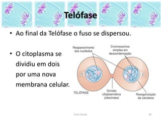Telófase
• Ao final da Telófase o fuso se dispersou.
• O citoplasma se
dividiu em dois
por uma nova
membrana celular.
Ciclo Celular 30
 