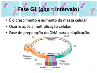 Fase G1 (gap = intervalo)
• É o crescimento e aumento da massa celular.
• Ocorre após a multiplicação celular.
• Fase de preparação do DNA para a duplicação.
4Ciclo Celular
 