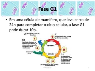 Fase G1
• Em uma célula de mamífero, que leva cerca de
24h para completar o ciclo celular, a fase G1
pode durar 10h.
Ciclo Celular 5
 