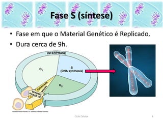 Fase S (síntese)
• Fase em que o Material Genético é Replicado.
• Dura cerca de 9h.
6Ciclo Celular
 