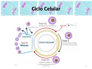 Ciclo Celular
Ciclo Celular 8
 
