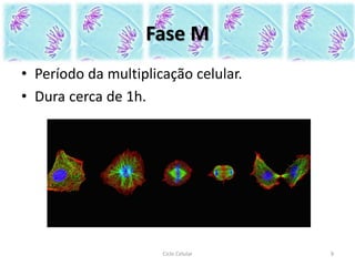 Fase M
• Período da multiplicação celular.
• Dura cerca de 1h.
9Ciclo Celular
 