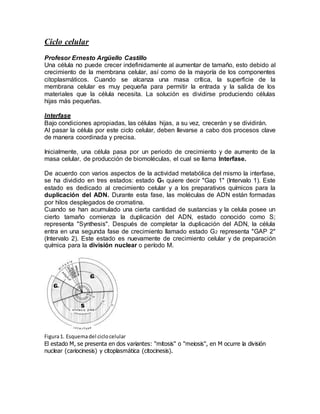 Ciclo celular
Profesor Ernesto Argüello Castillo
Una célula no puede crecer indefinidamente al aumentar de tamaño, esto de...