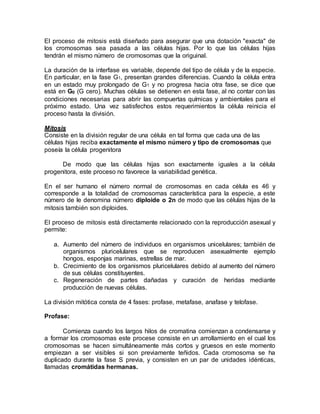 El proceso de mitosis está diseñado para asegurar que una dotación "exacta" de
los cromosomas sea pasada a las células hij...