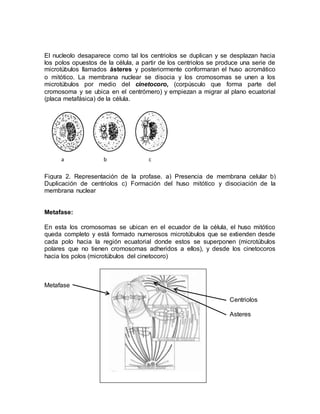 El nucleolo desaparece como tal los centriolos se duplican y se desplazan hacia
los polos opuestos de la célula, a partir ...