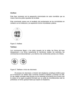 Anafase:
Esta fase comienza con la separación sincronizada de cada cromátida que se
mueve hacia los polos opuestos de la c...