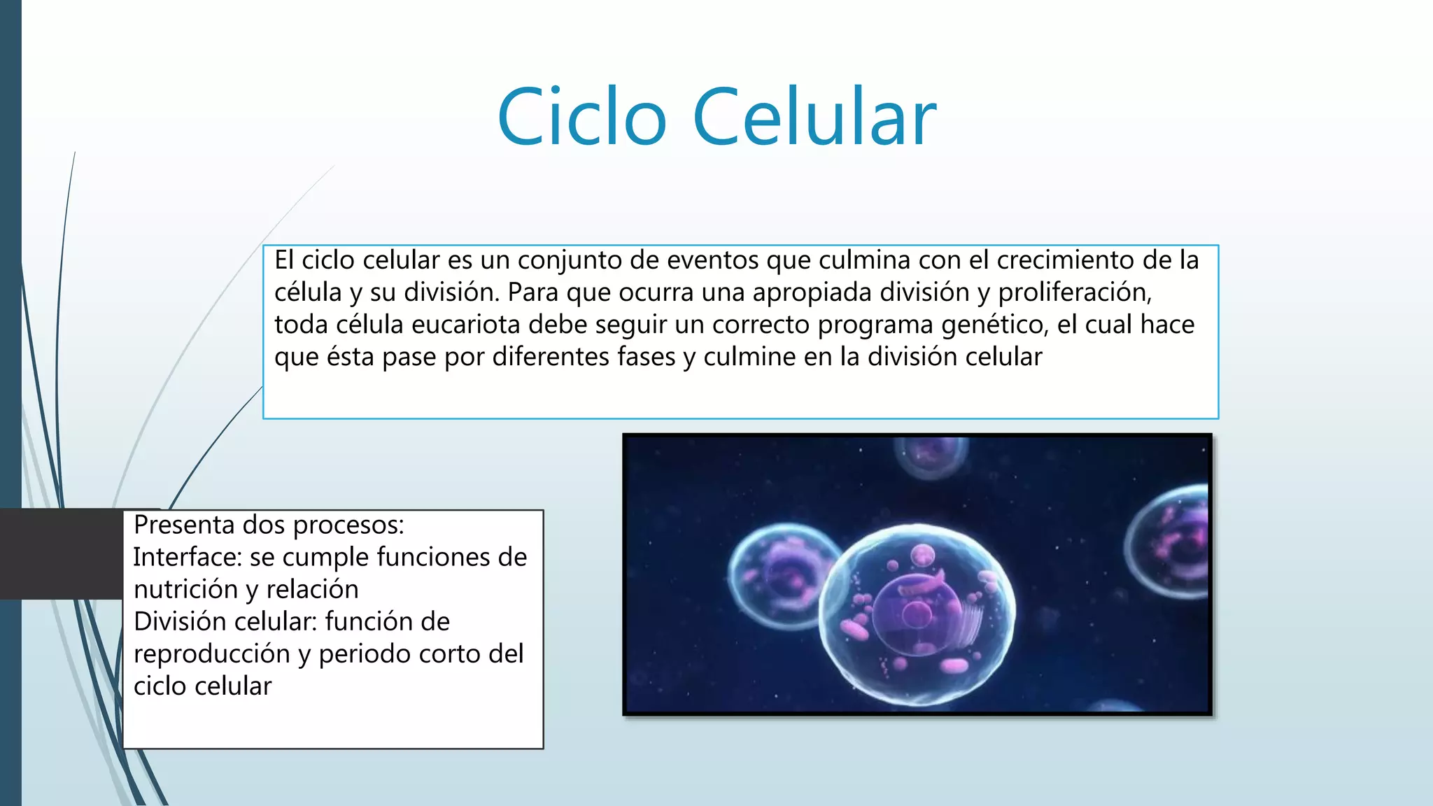 Ciclo celular | PPTX